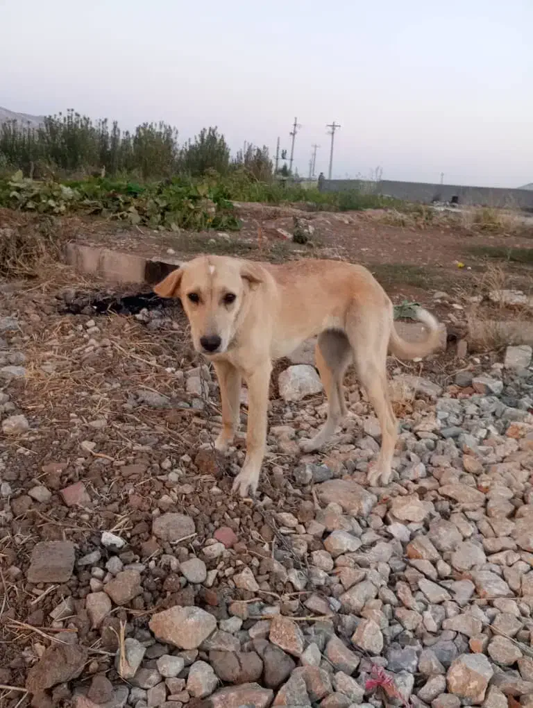 توله سگ ۶ماه مادر پژدر اصل پدر سرابی|سگ|پیرانشهر, |دیوار