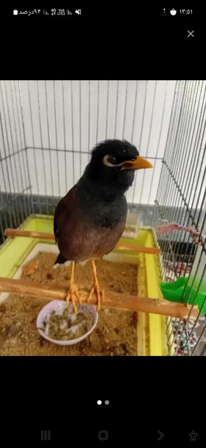 پرنده مینا|پرنده|سیرجان, |دیوار