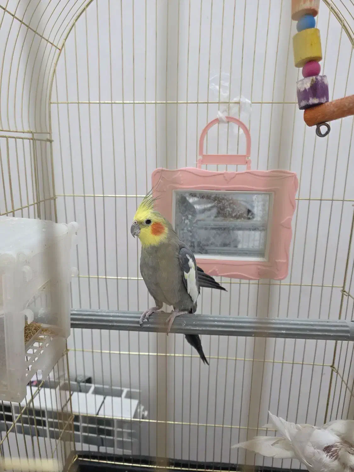 دو عروس هلندی سخنگو|پرنده|تربت‌حیدریه, حسنی بالا|دیوار