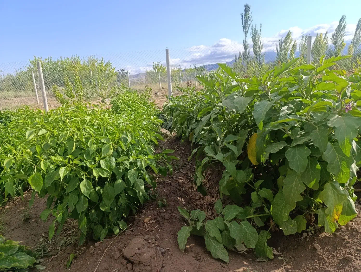 باغ 1000متری سنددار دولت آباد مرند|فروش دفتر صنعتی، کشاورزی، تجاری|مرند, |دیوار