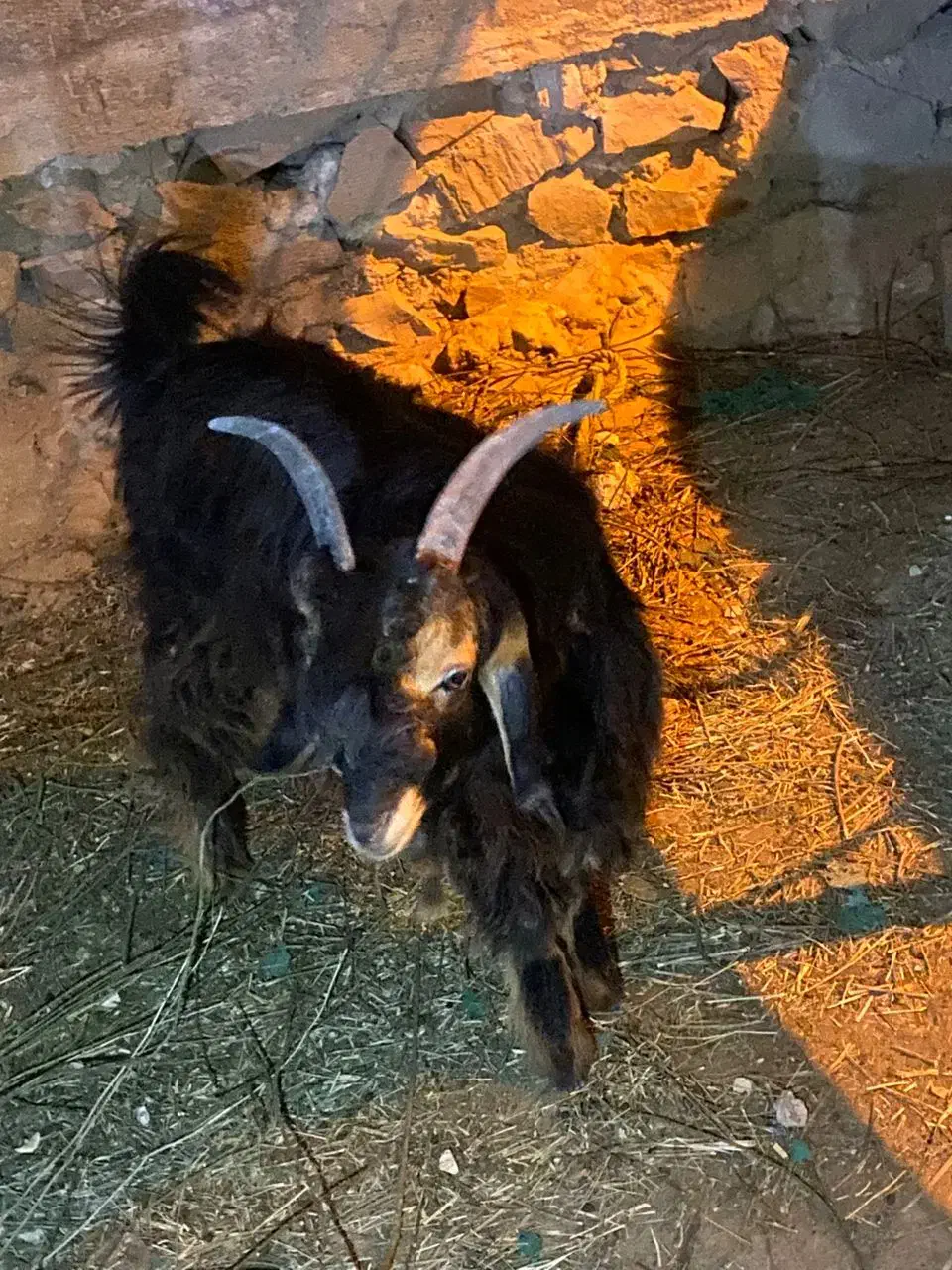 کهره|حیوانات مزرعه|وحدتیه, |دیوار