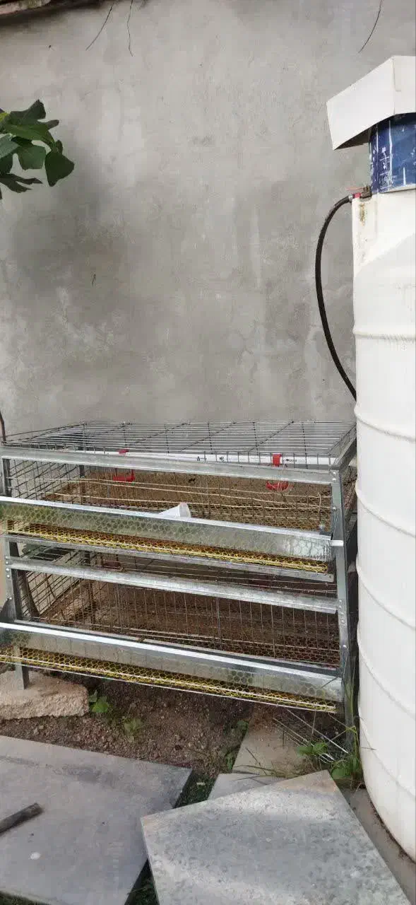 قفس جوجه و بلدرچین|لوازم جانبی حیوانات|چمستان, |دیوار