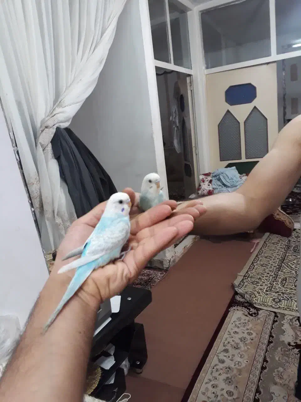 مرغ عشق و طوطی کوتوله برزیلی دستی،مولد وتخم کبوتر|پرنده|قم, سربخش|دیوار