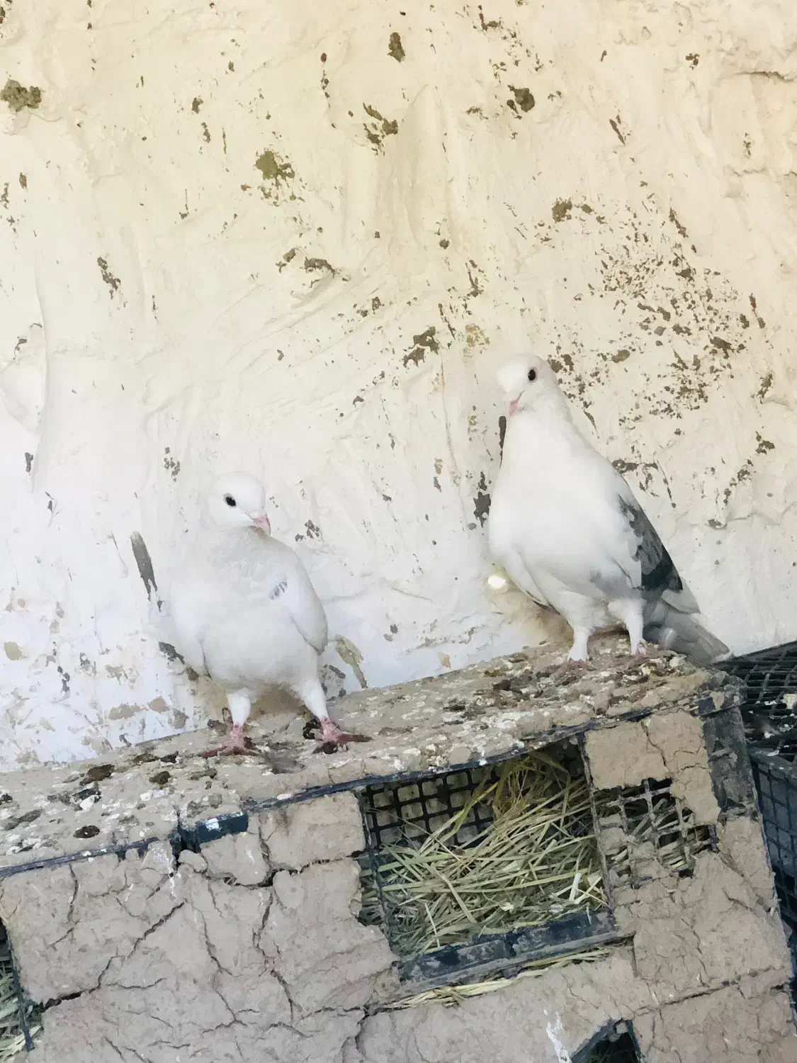 کبوتر|پرنده|ملکشاهی, |دیوار