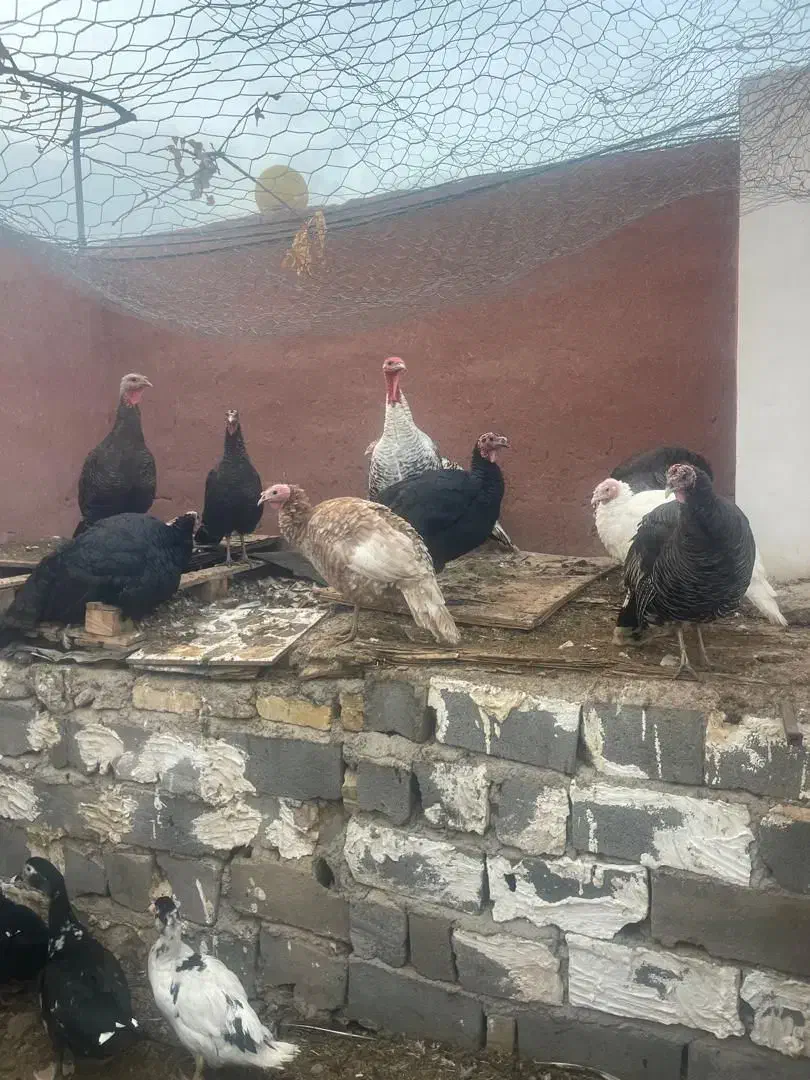 فروش بوقلمون و اردک محلی در سنگسر|حیوانات مزرعه|مهدی شهر, |دیوار