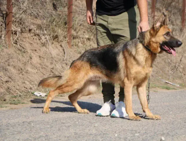 ژرمن ماده معاوضه با جوجه لاری ۶ تا ۹ ماه|سگ|رشت, یخسازی|دیوار