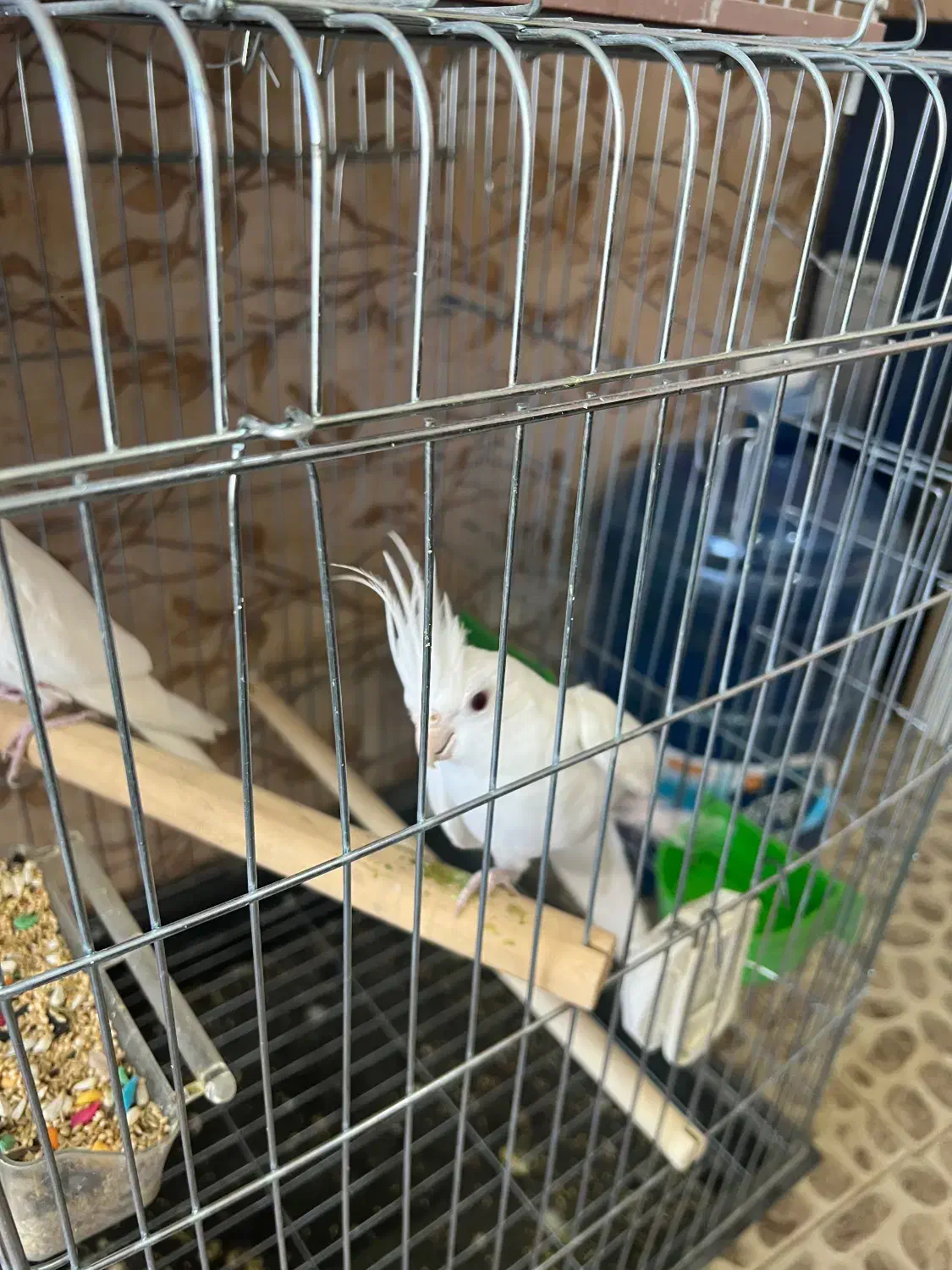 طوطی عروس البینو سفید خالص جفت خورده تعویض با سره|پرنده|کرج, دهقان ویلا|دیوار