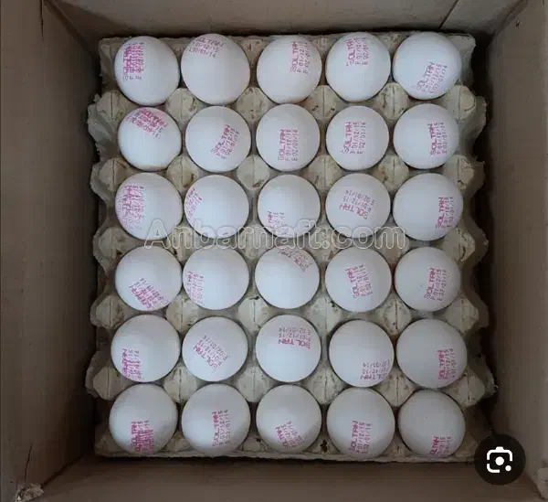 تخم مرغ|خوردنی و آشامیدنی|زاهدان, |دیوار