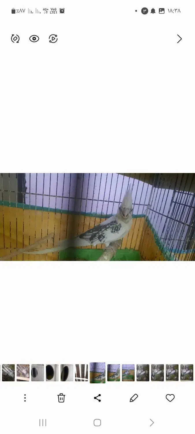 عروس هلندی گمشده،|حیوانات|دامغان, |دیوار