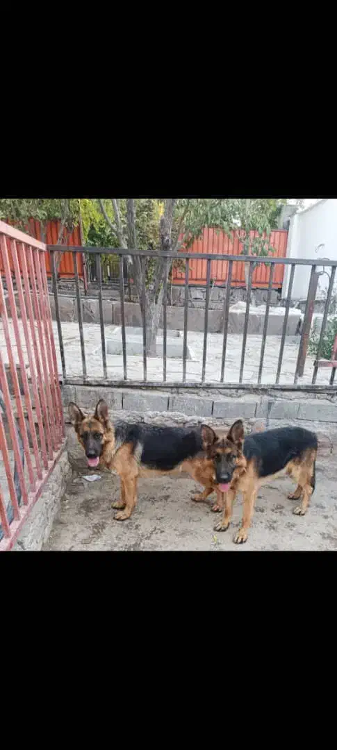 دوقلاده ژرمن شناسنامه دار|سگ|دماوند, گیلاوند|دیوار