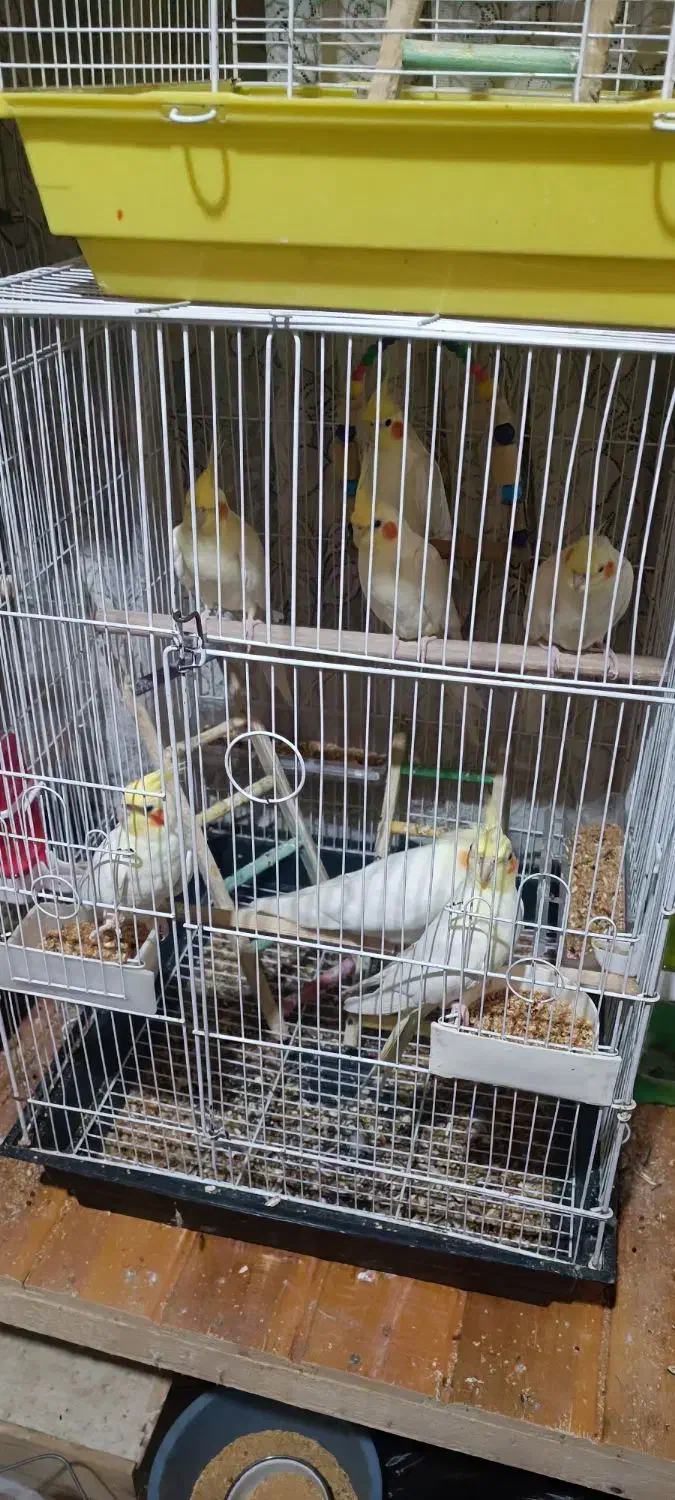 پرنده|پرنده|سلمان‌شهر, |دیوار