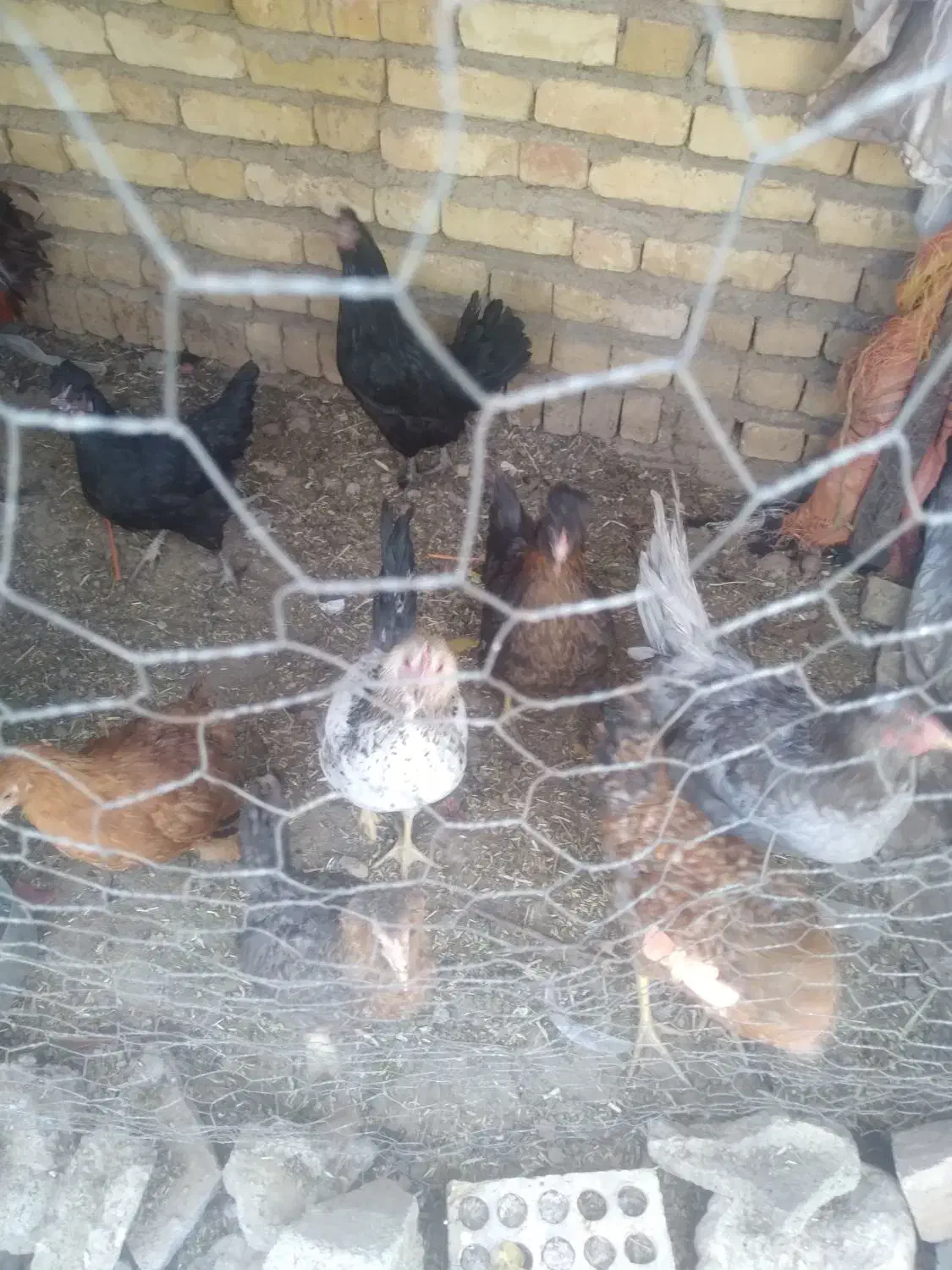 چندتا مرغ وخروس وجوجه امسال به فروش می‌رسد|حیوانات مزرعه|بلداجی, |دیوار