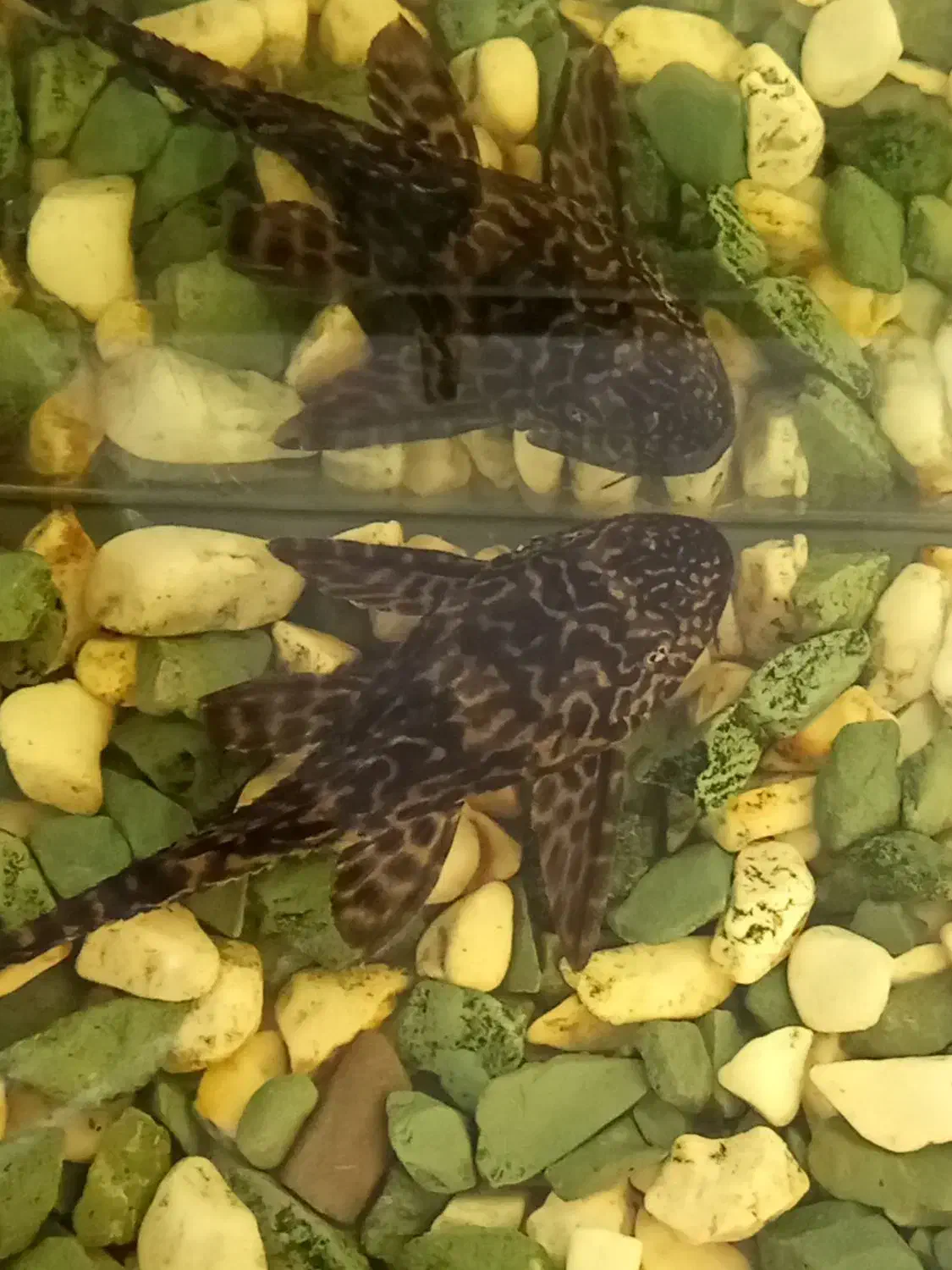 کت فیش|ماهی|دهاقان, |دیوار