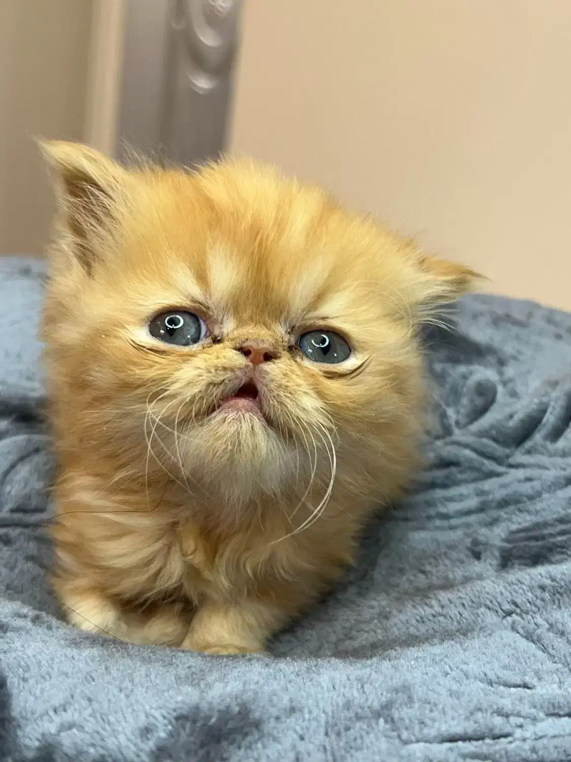 گربه دوماه|گربه|اهواز, زندوکیلی|دیوار