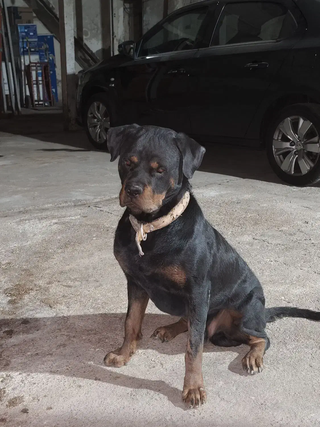 سگ رتوایلر|سگ|اهواز, منازل کارون|دیوار