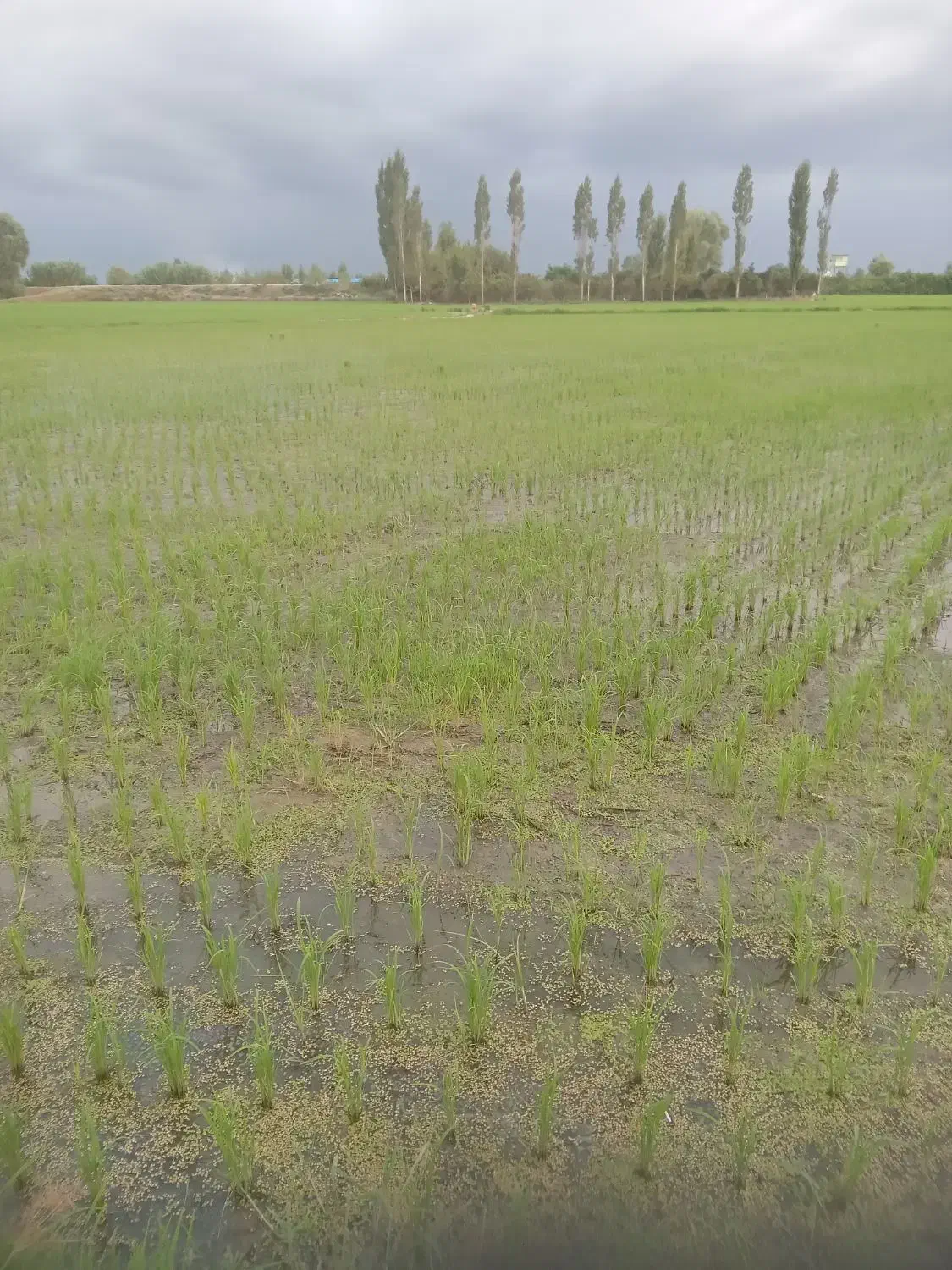 برنج طارم هاشمی دابو ملکشاه|خوردنی و آشامیدنی|نیشابور, ناسیونال|دیوار