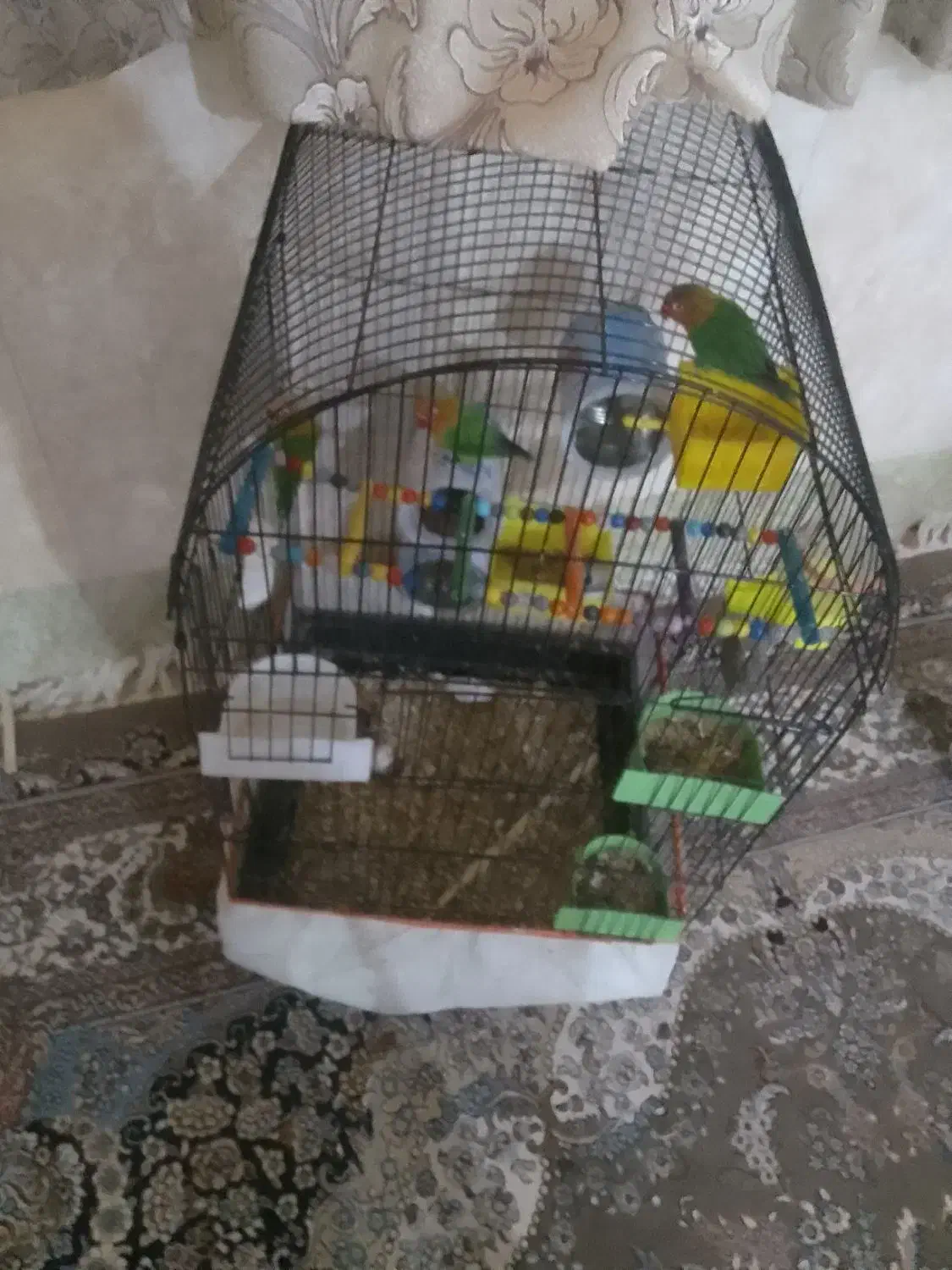 طوطی کوتوله|پرنده|خاش, |دیوار