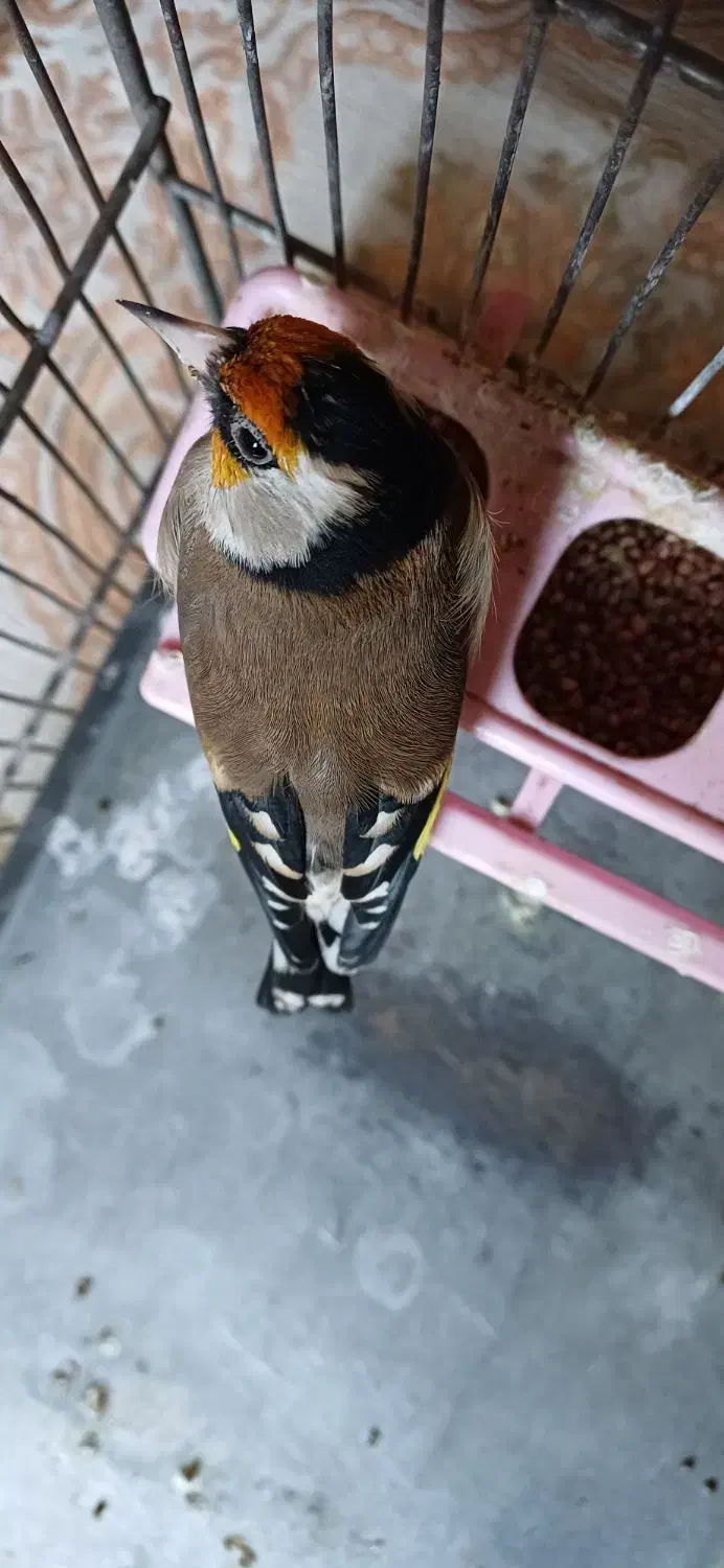 سهره|پرنده|تهران, انبار نفت|دیوار