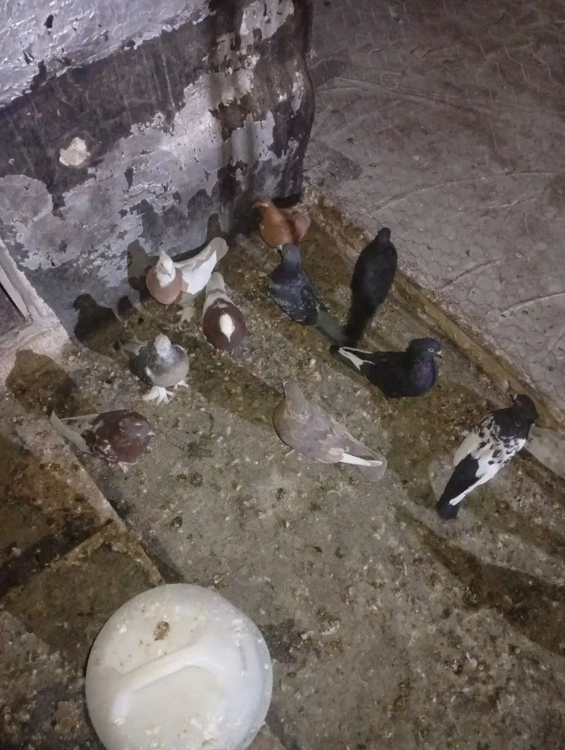 فروش تعداد کفتر|پرنده|مرودشت, استادیوم|دیوار