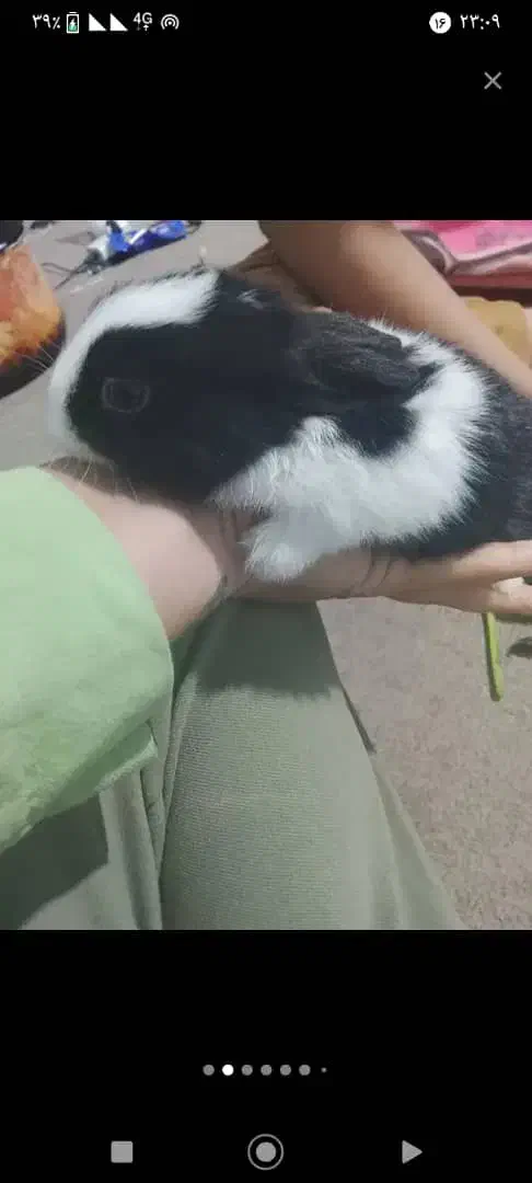 بچه خرگوش|موش و خرگوش|هندیجان, |دیوار