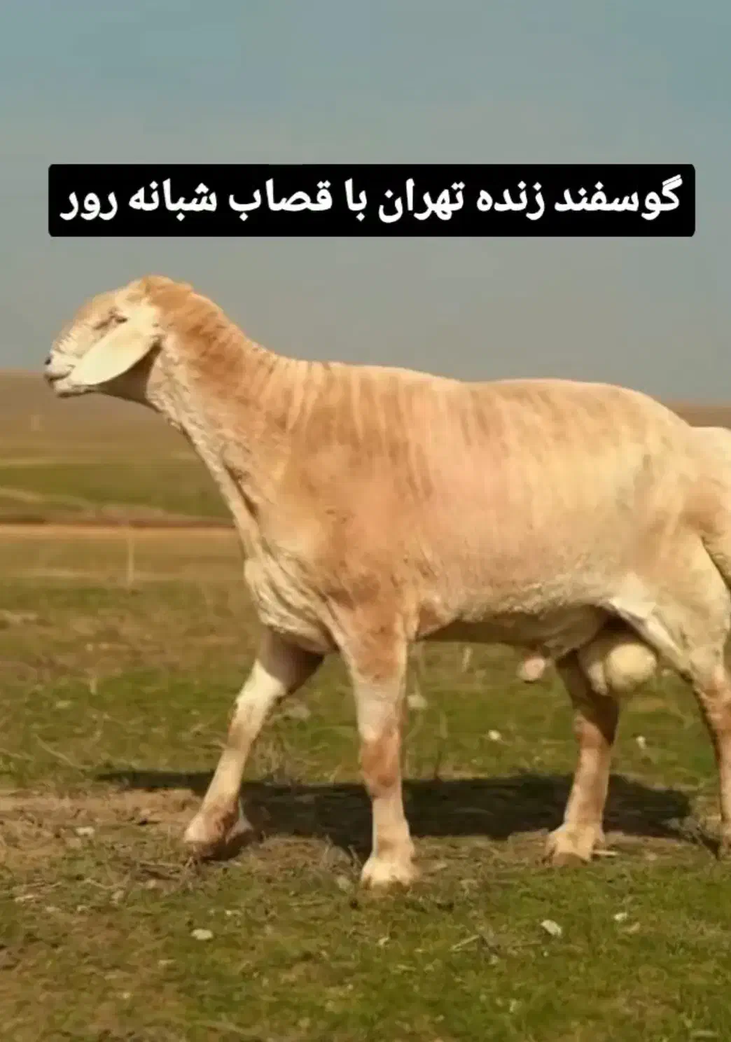 ضمانت گوشت *بره+ گوسفند با کیفیت زنده|حیوانات مزرعه|تهران, پونک|دیوار