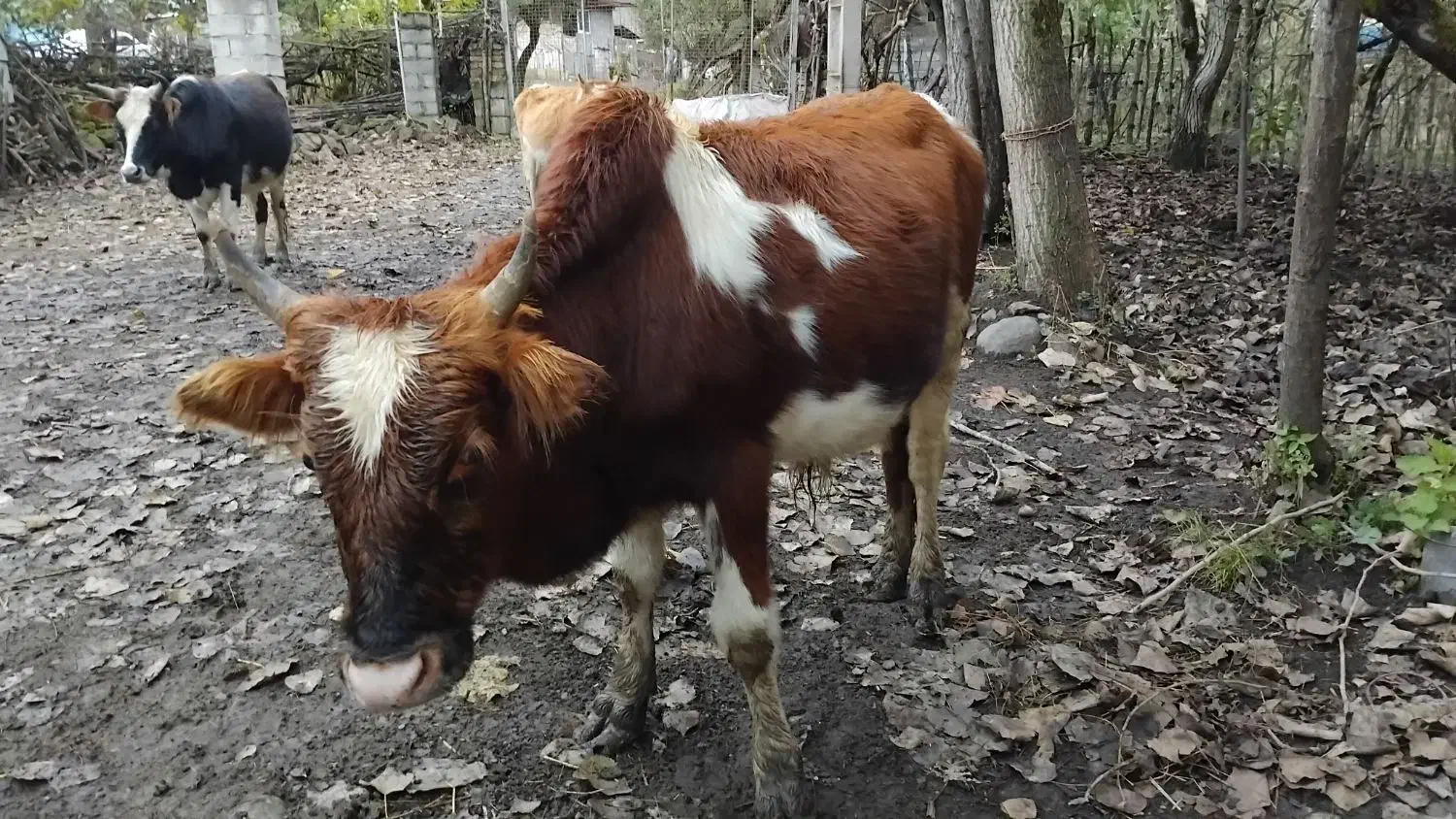 فروش کل ورزا محلی|حیوانات مزرعه|املش, |دیوار