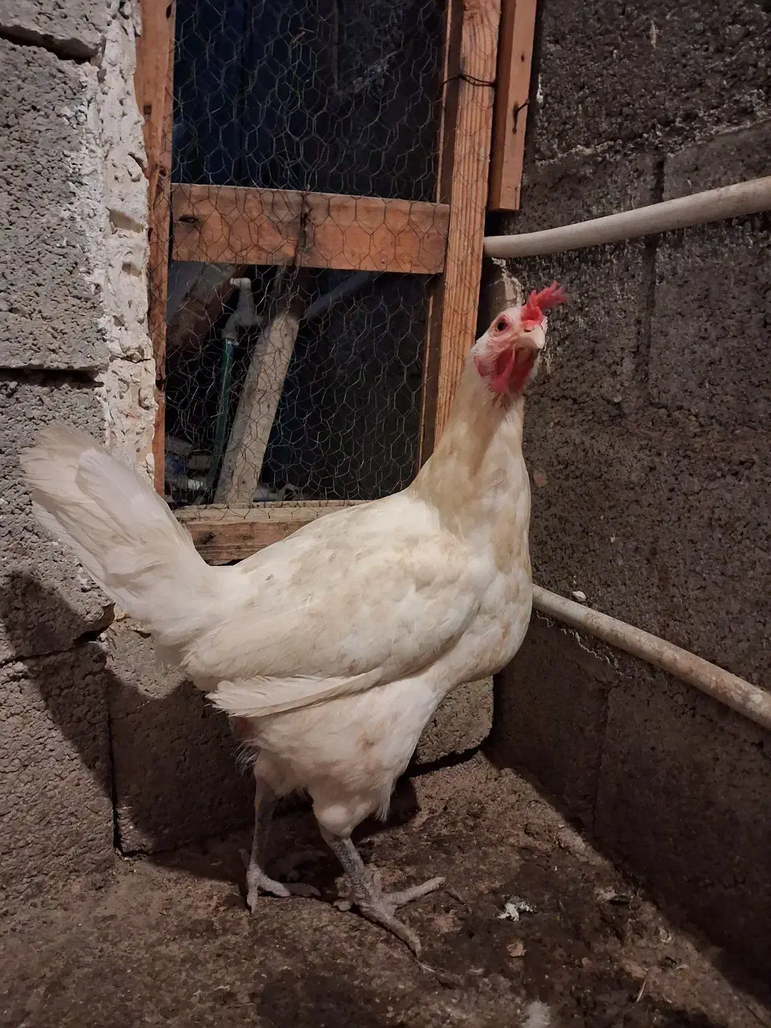 مرغ محلی|حیوانات مزرعه|مهر, |دیوار