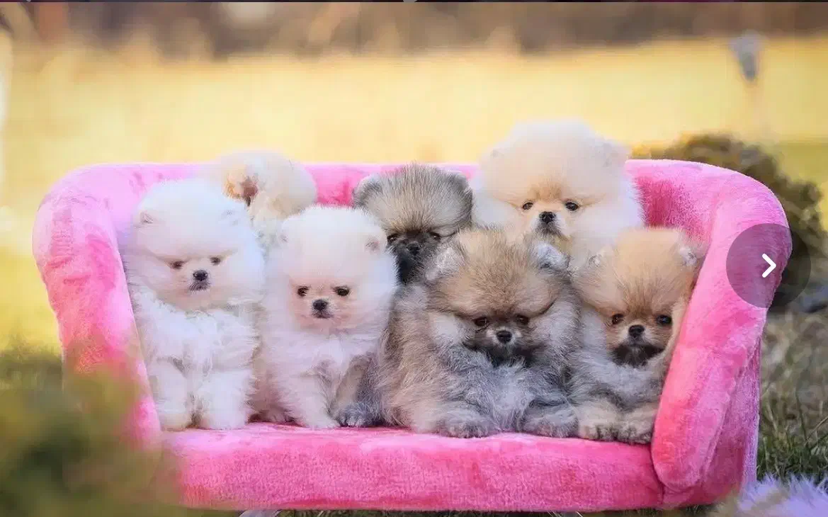 انوا.ع توله سگ های فانتزی|سگ|شیراز, پانصد دستگاه ارتش|دیوار