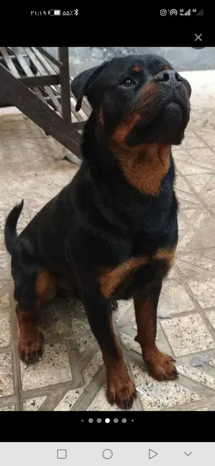 سگ رودفایلر|سگ|رودهن, |دیوار