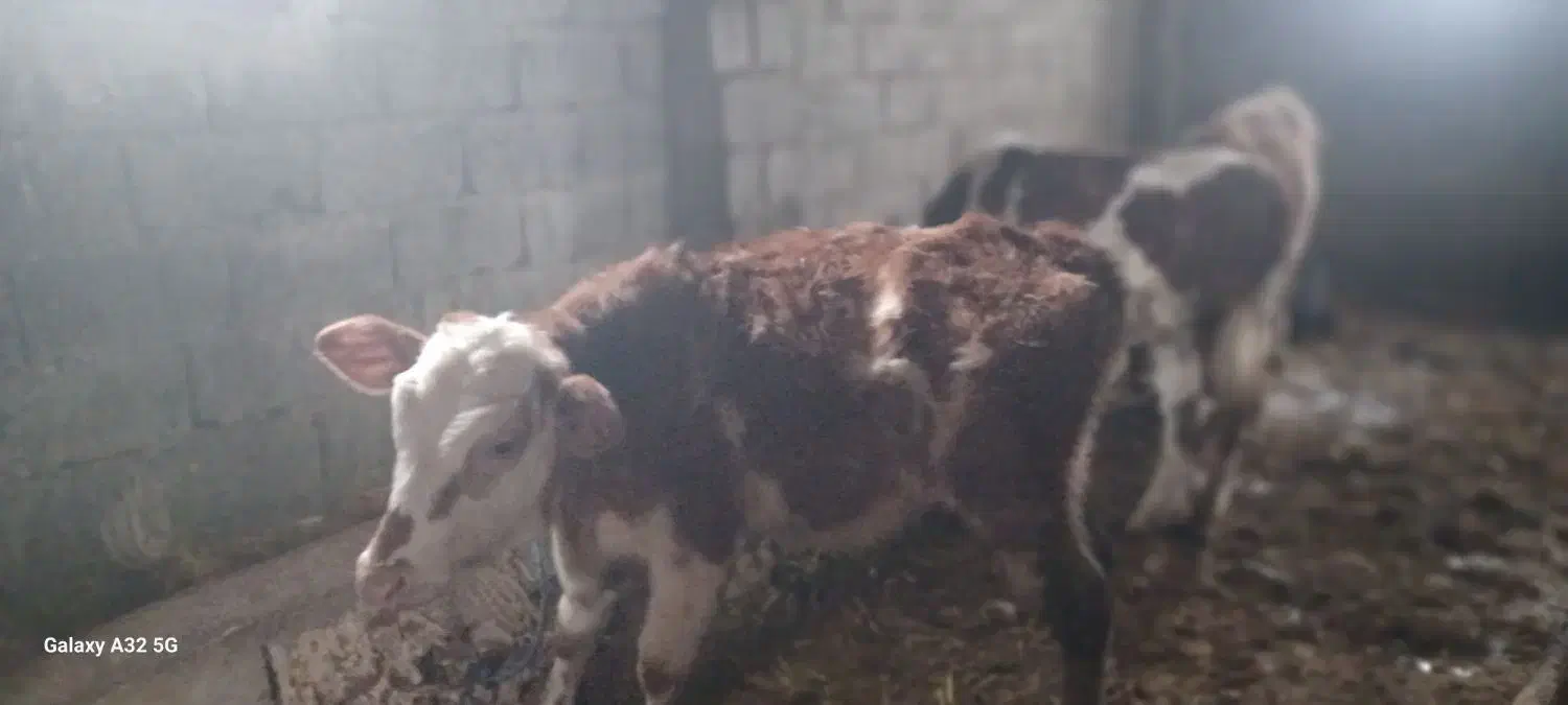 گوساله|حیوانات مزرعه|قره ضیاالدین, |دیوار