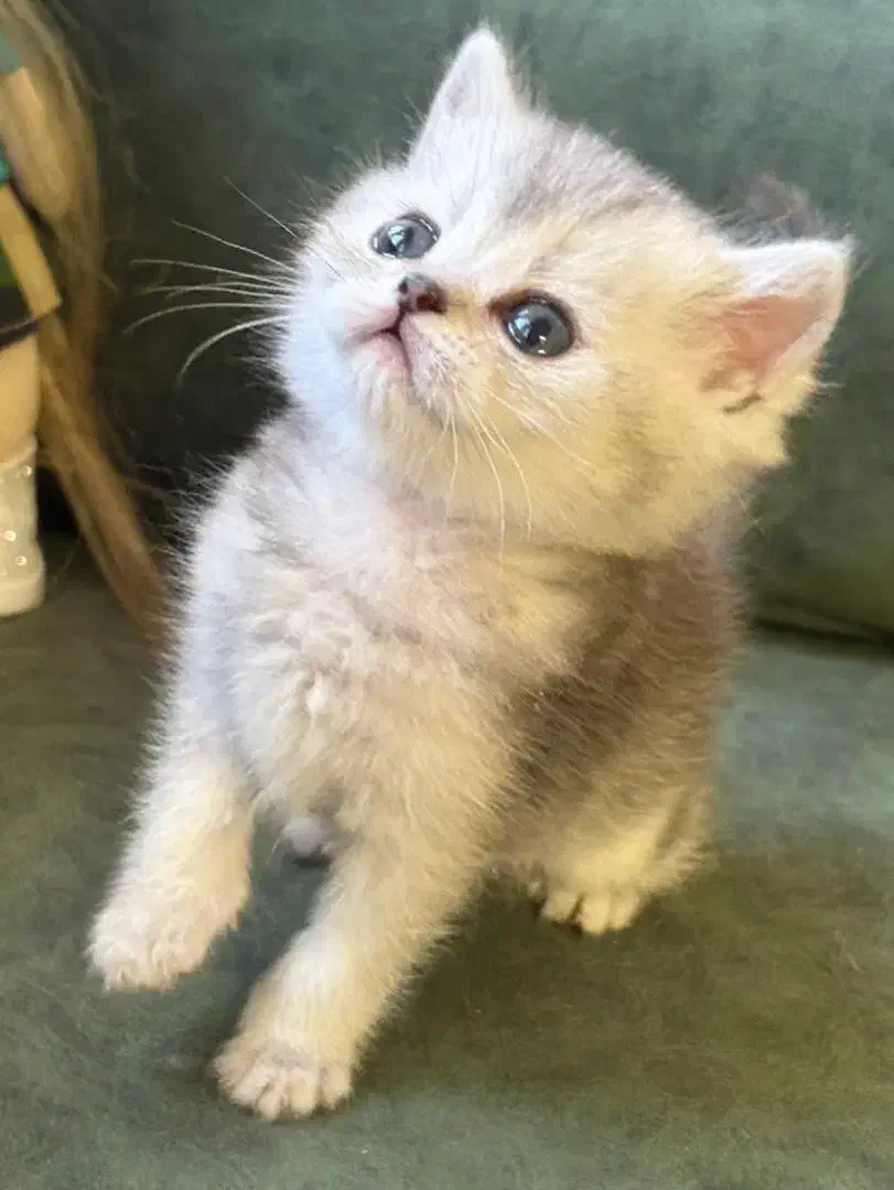 دنیای گربه های|گربه|رشت, چله خانه|دیوار