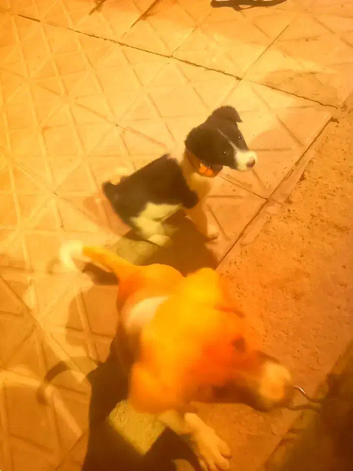 سگ.|سگ|جیرفت, |دیوار