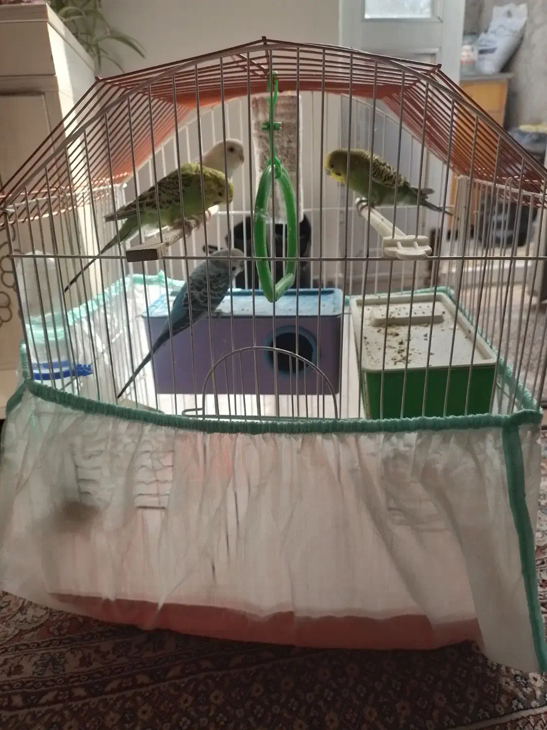 مرغ عشق|پرنده|اردبیل, |دیوار