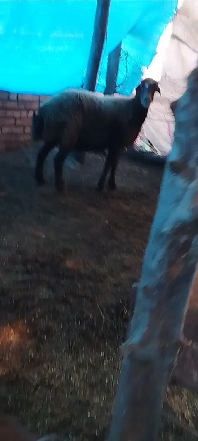 گسفند|حیوانات مزرعه|مینودشت, |دیوار