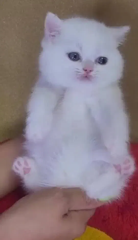 سکاتیش عروسکی شجره درا|گربه|فردیس, شهرک ناز|دیوار