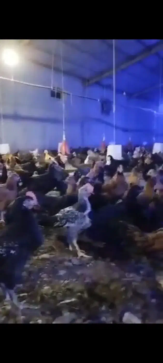 جوجه مرغ و خروس محلی و دورگه|حیوانات مزرعه|شیراز, اکبر آباد|دیوار