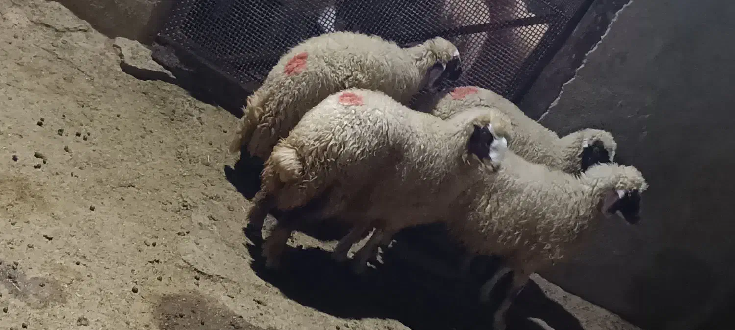 بره ماده سنجابی|حیوانات مزرعه|سرپل ذهاب, |دیوار