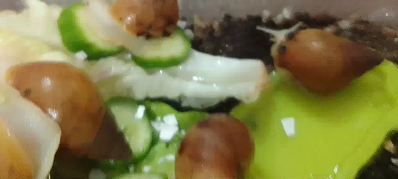 حلزون|خزنده|اهواز, کوی مهدیس|دیوار