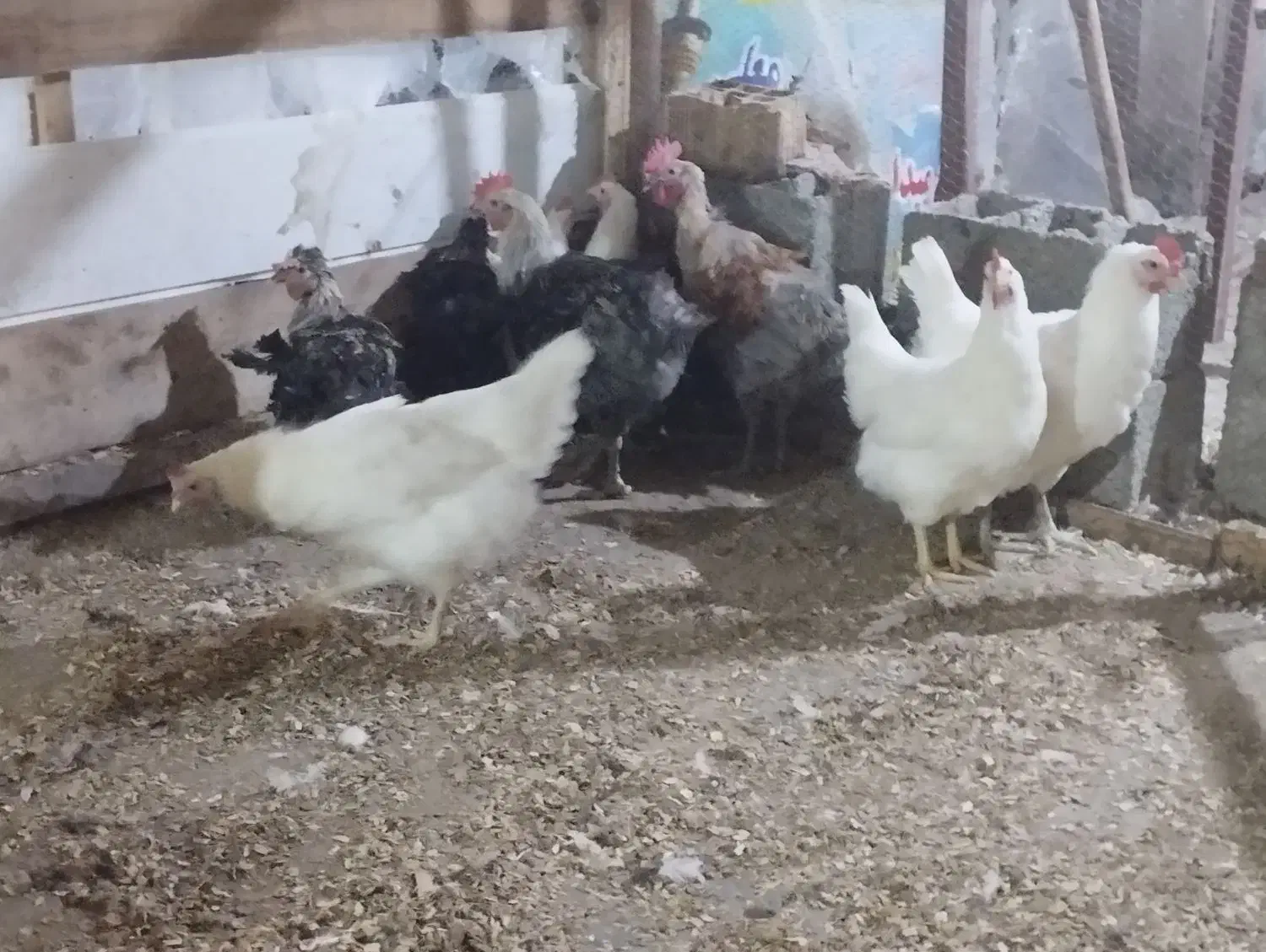 مرغ  محلی و برسه فرانسه|حیوانات مزرعه|شیرود, |دیوار