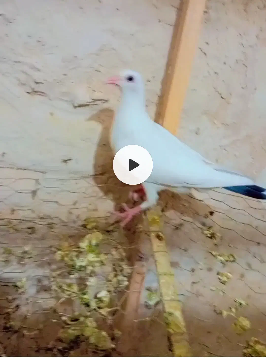 این جوجه ما امروز بای خورده|حیوانات|تربت جام, معدآباد|دیوار