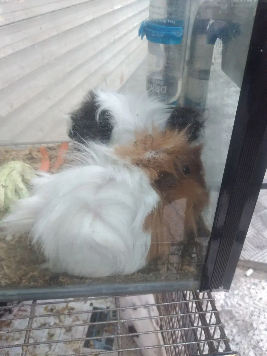 خوکچه و همستر|موش و خرگوش|قدس, شهرقدس|دیوار