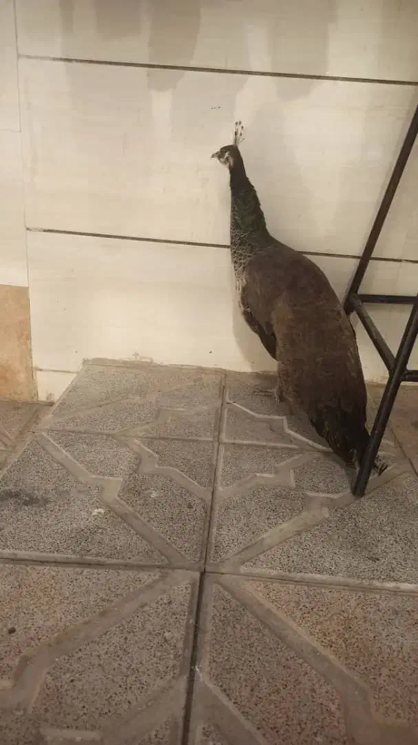 طاووس|پرنده|مشهد, شهرک شهید باهنر|دیوار