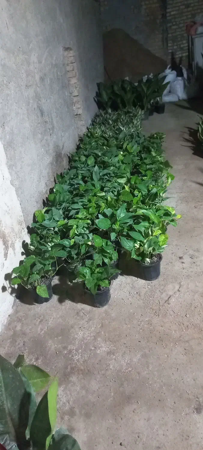 گل و گیاه طبیعی|گل و گیاه طبیعی|خرمشهر, |دیوار