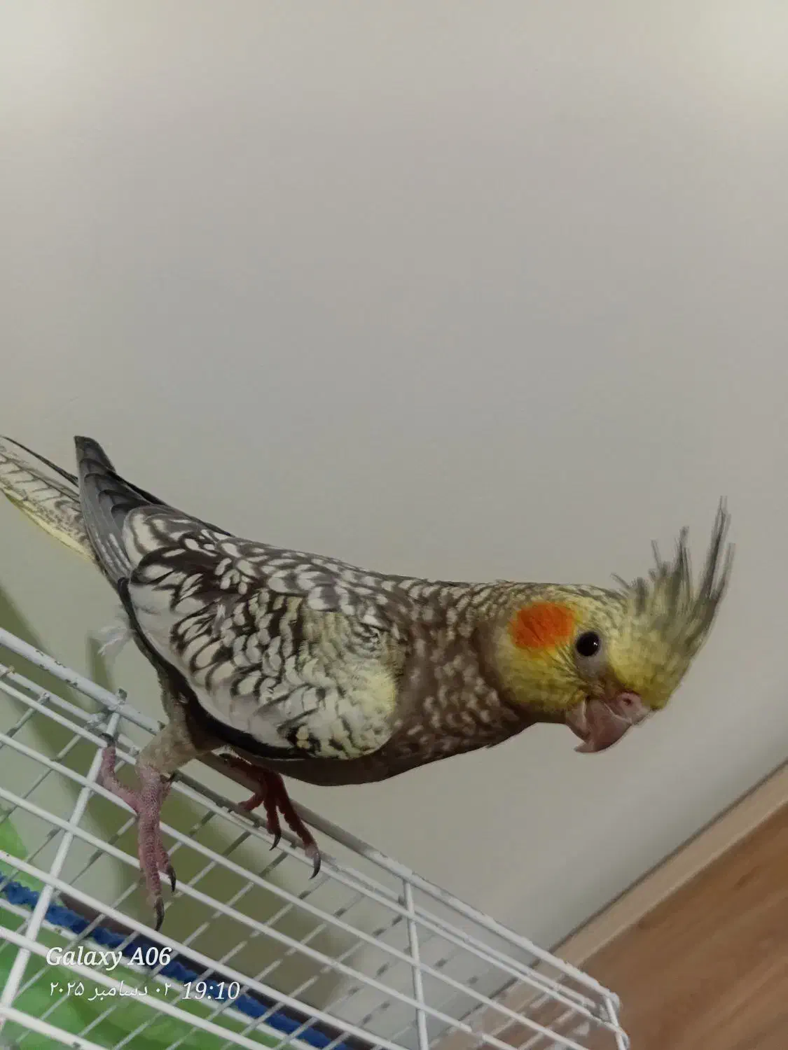 جوجه|پرنده|خوانسار, |دیوار