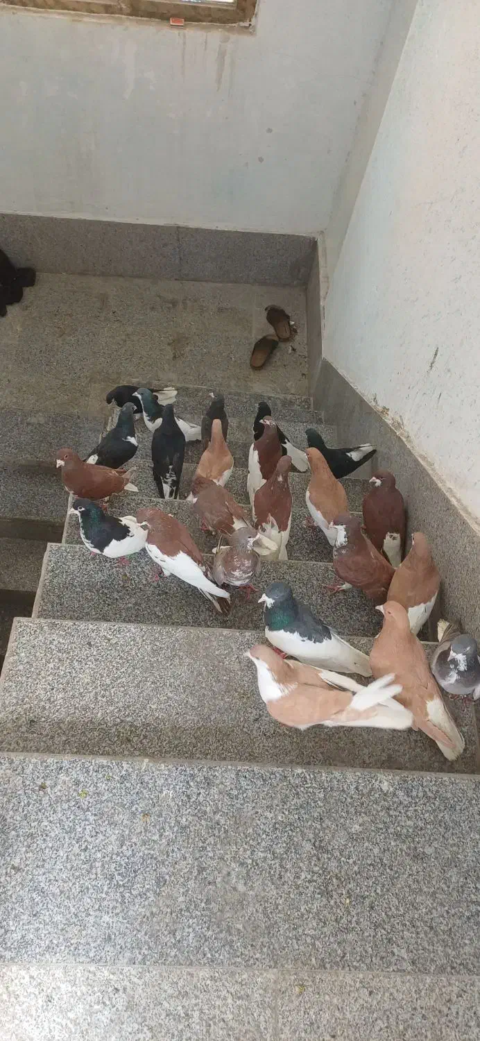 کفتر|پرنده|شیراز, شهرک قمشه|دیوار