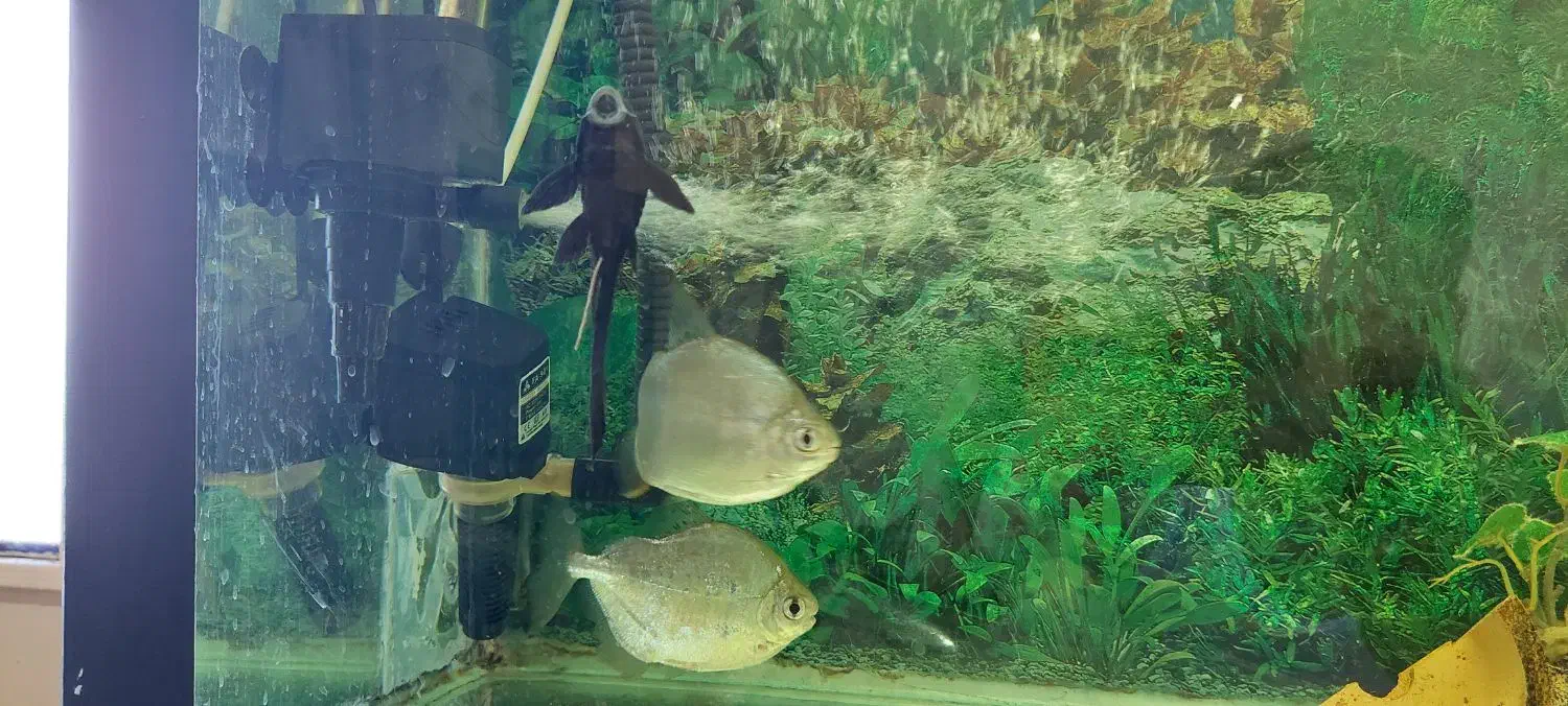 آکواریوم|ماهی|سوسنگرد, |دیوار