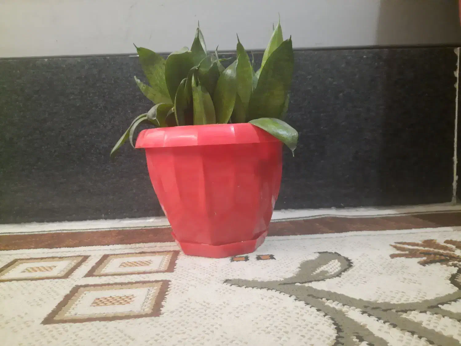 گل سانسوریا پاکوتاه|گل و گیاه طبیعی|کرمانشاه, |دیوار