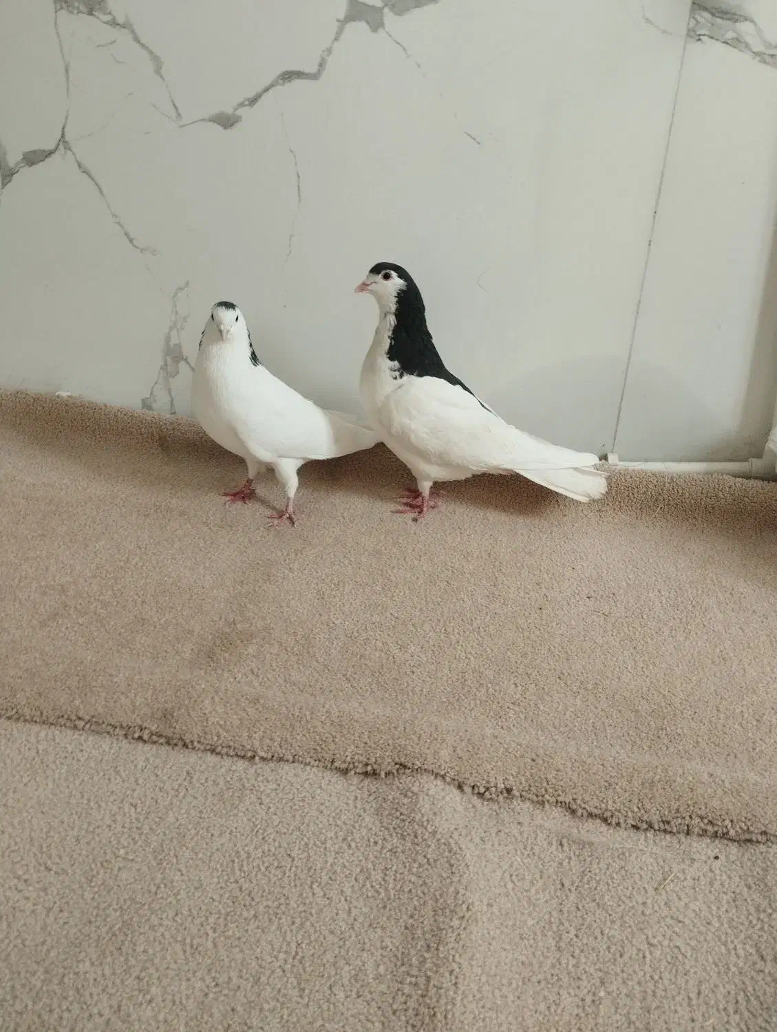 فروش کبوتر|پرنده|سراب, |دیوار