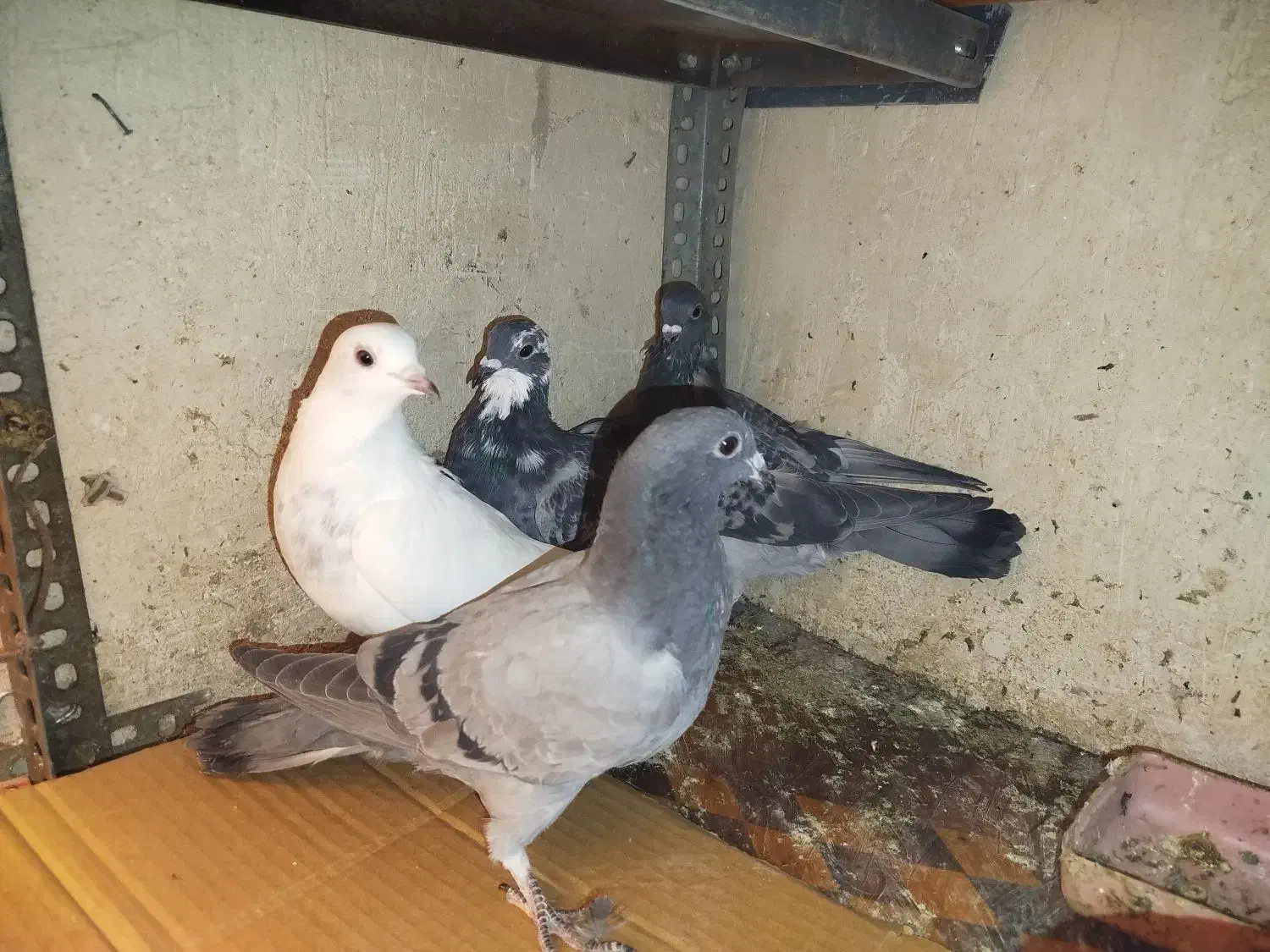 کبوتر|پرنده|تبریز, |دیوار