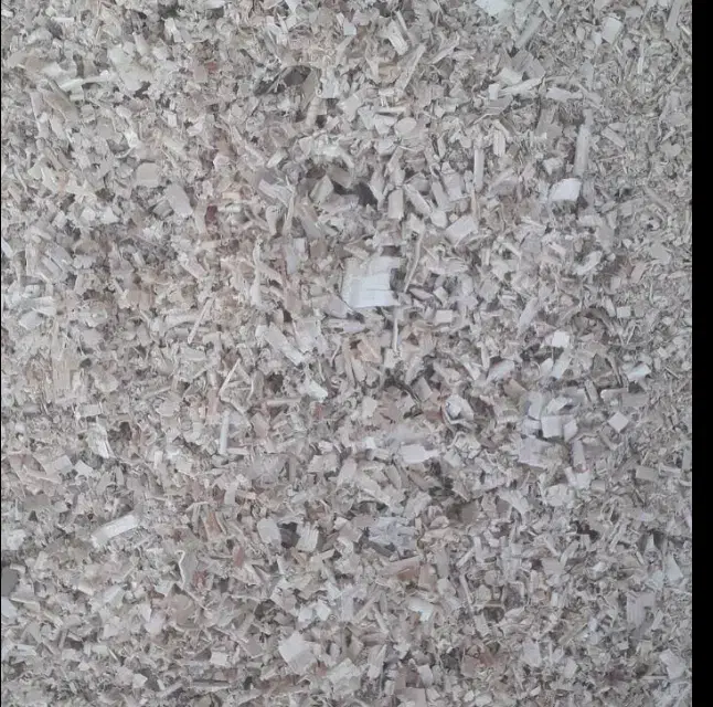 کبوتر کفتر|پرنده|بند زرک, |دیوار